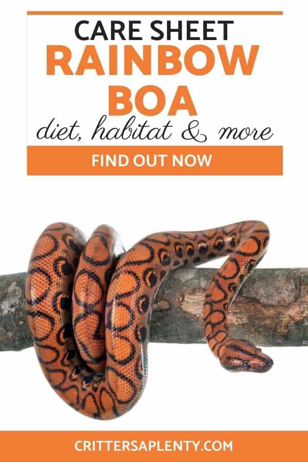 The Rainbow boa is arguably one of the most beautiful snakes. Interested to know more about Rainbow Boas and how to maintain them? Read on as we provide a well-detailed Rainbow Boa care sheet, discussing diet, habitat, and other important factors to observe. #rainbowboa #rainbowboacare #snakes #snakesaspets #snakecare via @crittersaplenty