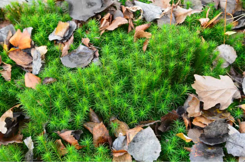 sphagnum moss with dried leaves