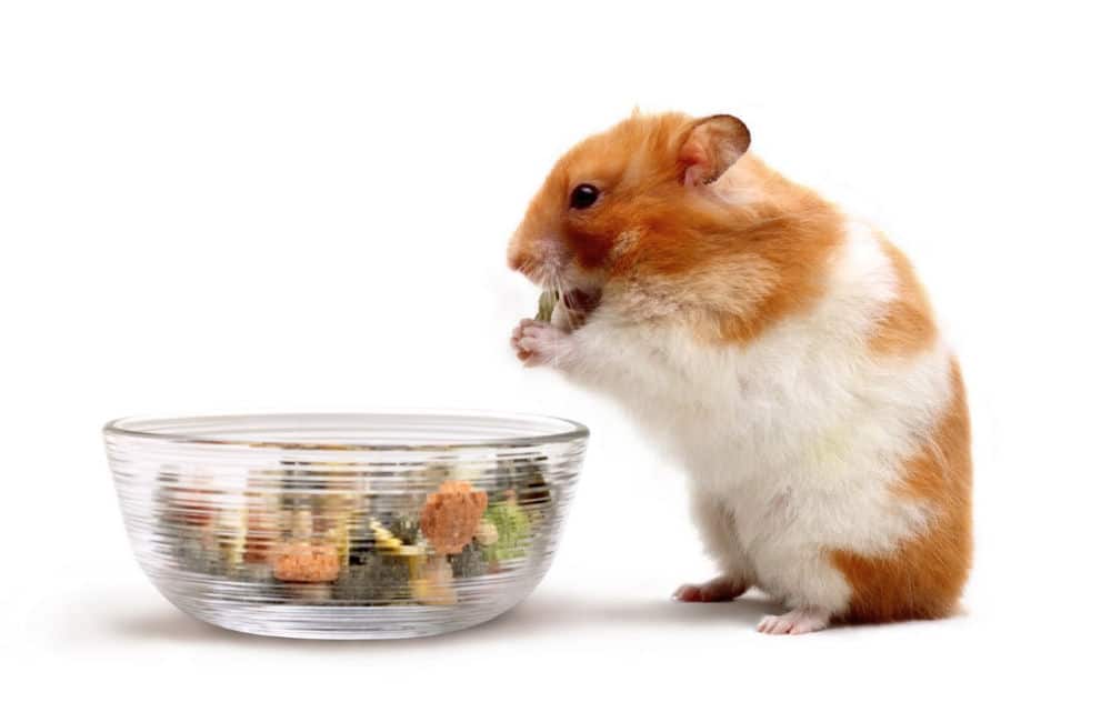 Syrian hamster snacking from a small bowl of food
