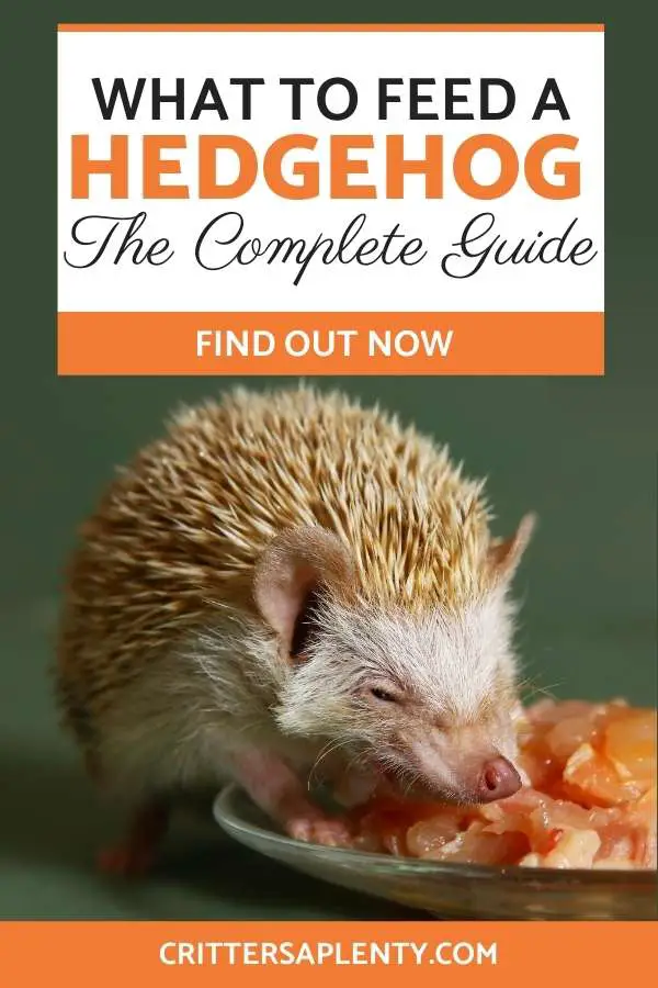 Did you know, hedgehogs aren’t native to the US? If you have one as a pet, chances are it’s an African Pygmy hedgehog, and you’re probably wondering how to ensure it gets the nutrition it needs. With little definitive information on what to feed a hedgehog pet, you’re likely looking for some guidance. #hedgehog #hedgehogcare #petcare #pets #smallanimals #exoticpets via @crittersaplenty