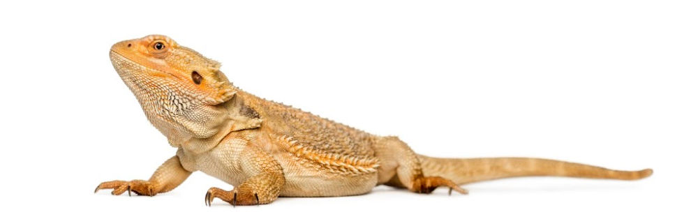 Bearded Dragon, Pogona vitticeps, isolated on a white background