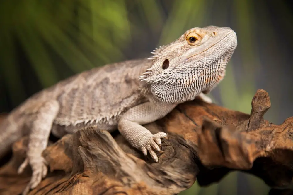 adult bearded dragon on a log