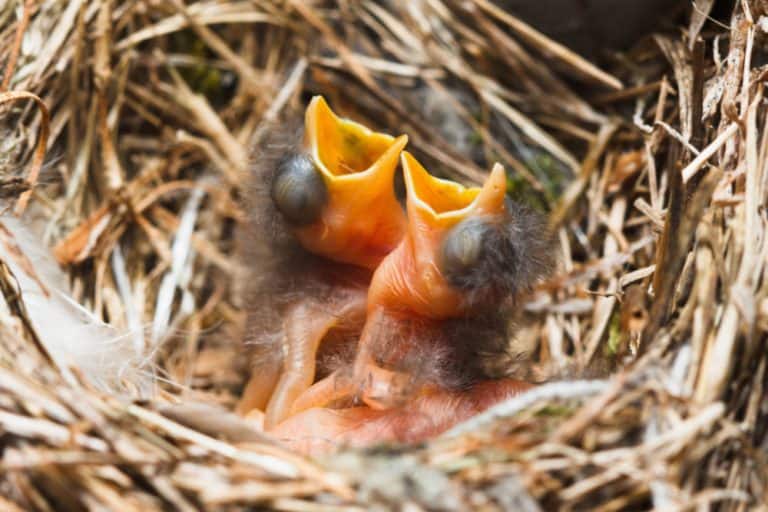 What to Feed a Baby Sparrow: Baby Sparrow Diet Info