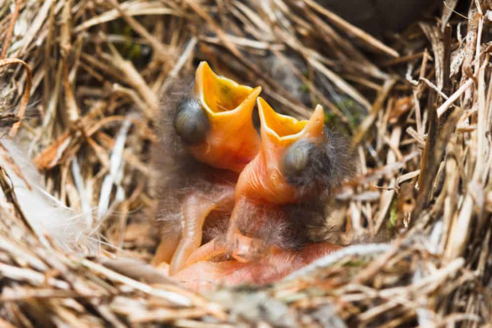 two baby bird chicks in a nest with their mouths wide open