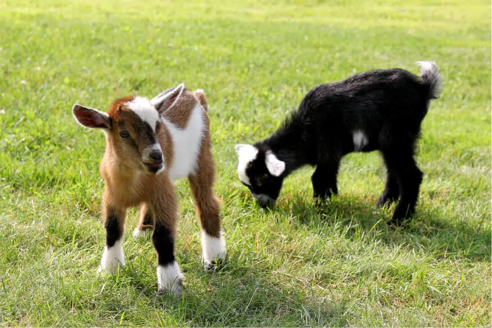 two baby goats on a field of green grass