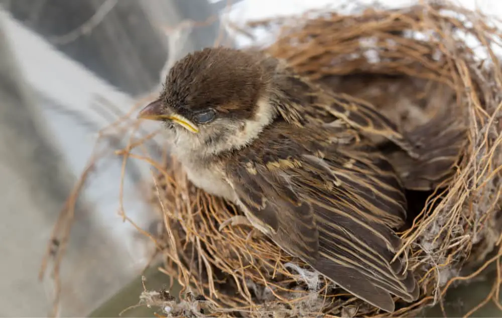 baby sparrow in nest