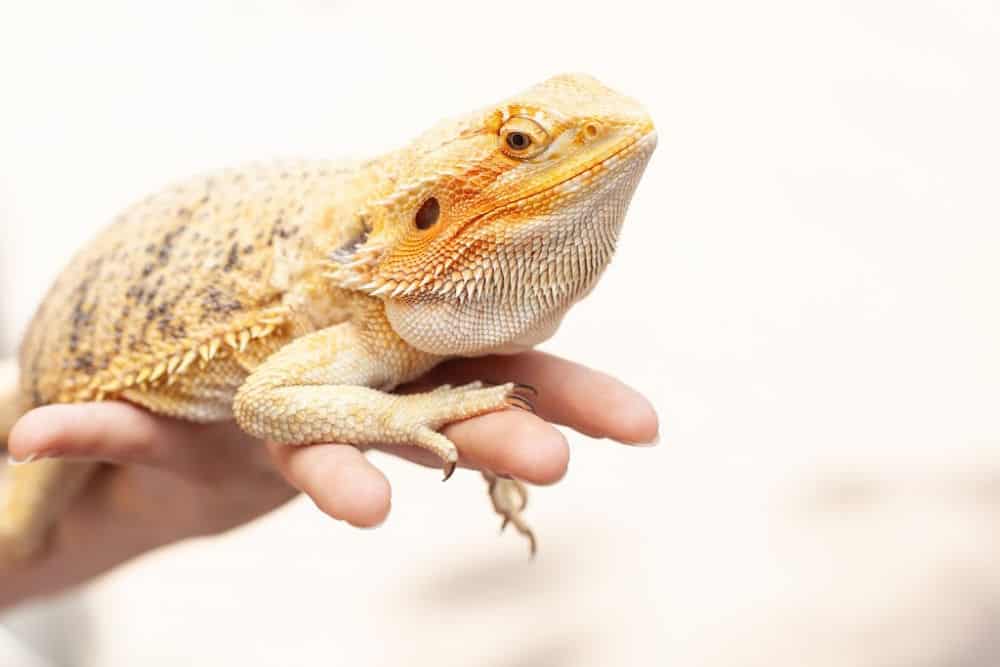 adult bearded dragon sitting on an adult hand