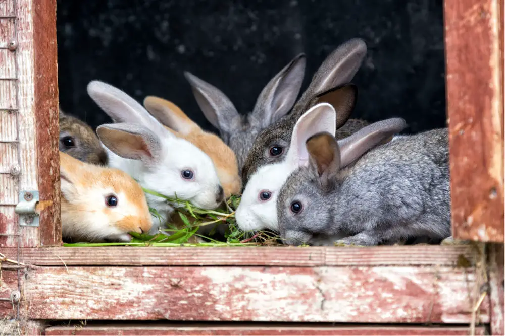 bunches of bunnies in the door way of their hutch