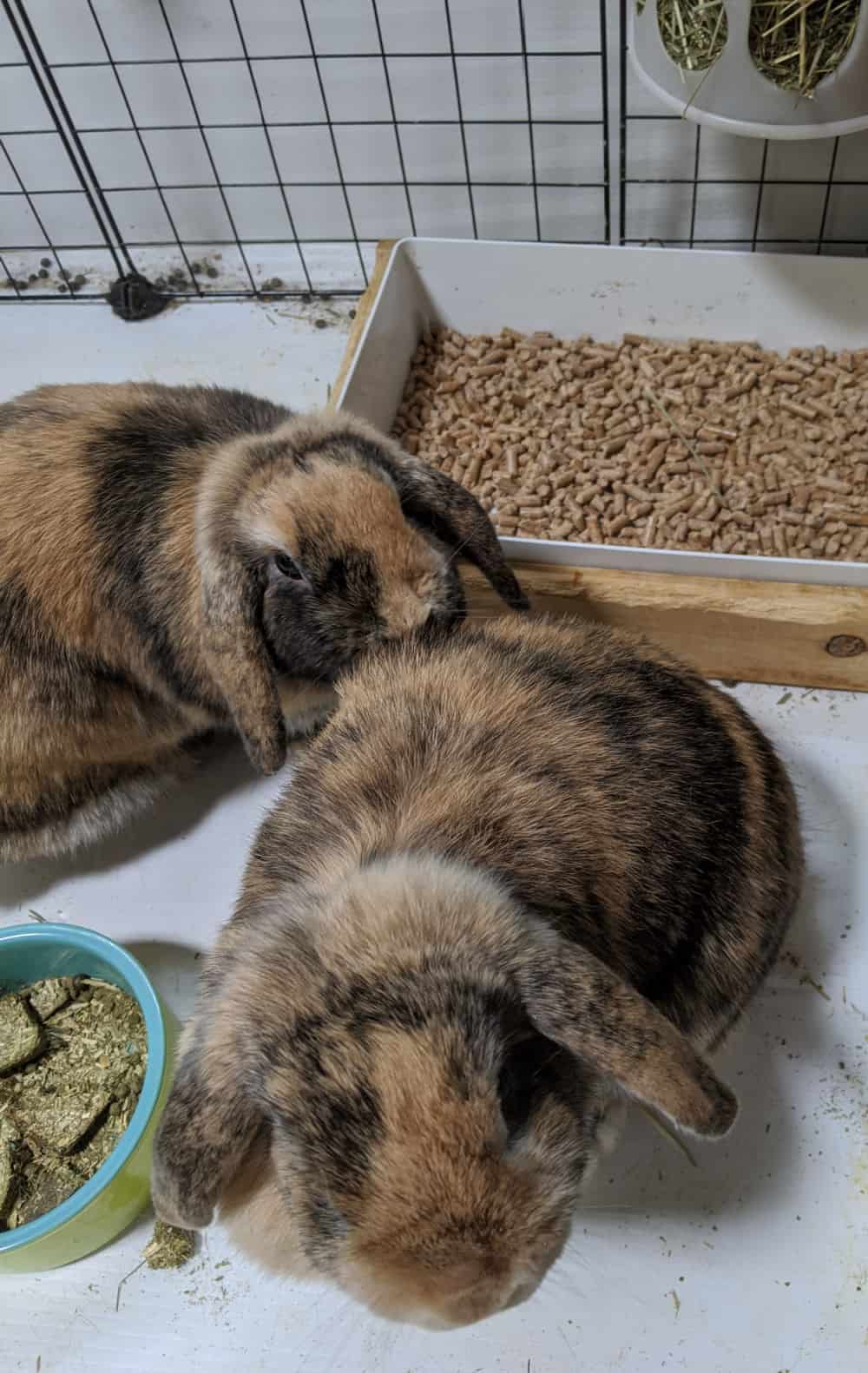 Do Rabbits Need A Litter Box? Critters Aplenty