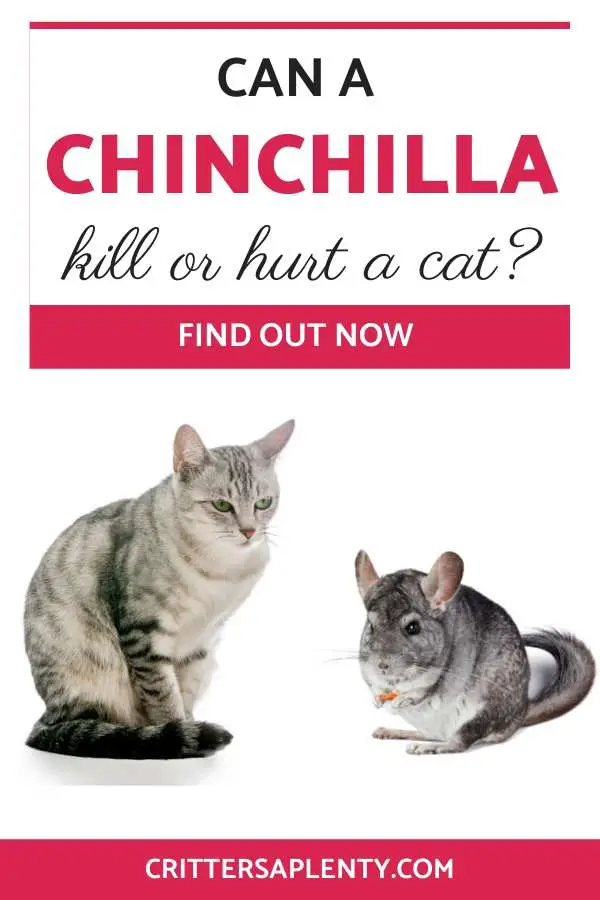 If you own a cat and a chinchilla, you may be wondering whether to introduce your pets to each other. There are many things that you’ll need to consider before introducing your chinchilla and cat. Other questions to know would be can your chinchilla hurt or kill your cat or vice versa. All this and more. #pets #smallanimals #chichillas #cats via @crittersaplenty