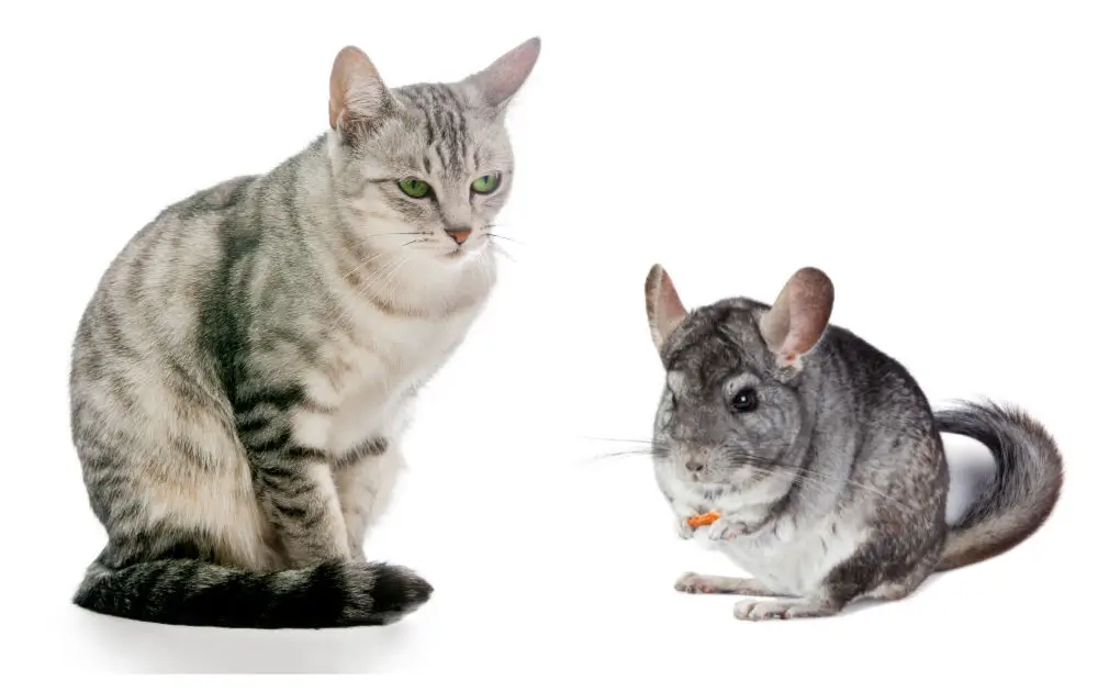 cat and chinchilla checking each other out