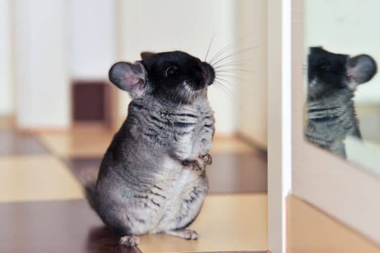 Is Your Chinchilla Overweight? How to find out