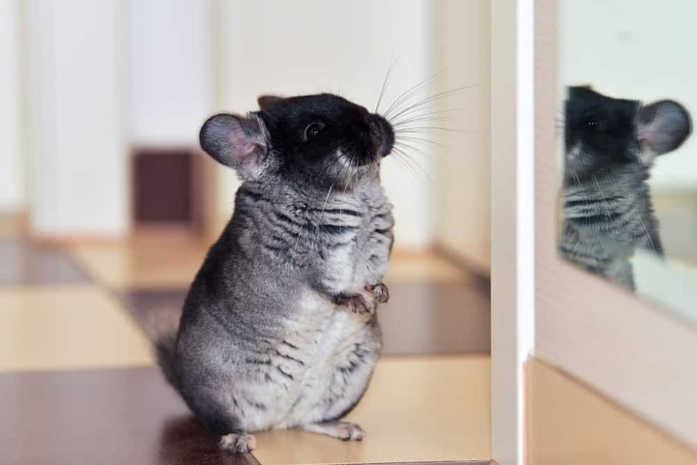 chinchilla on its haunches looking in a mirror - am i fat?