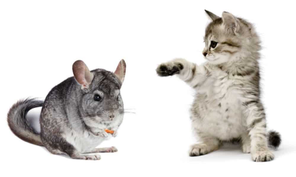 chinchilla and kitten on a white backgroun