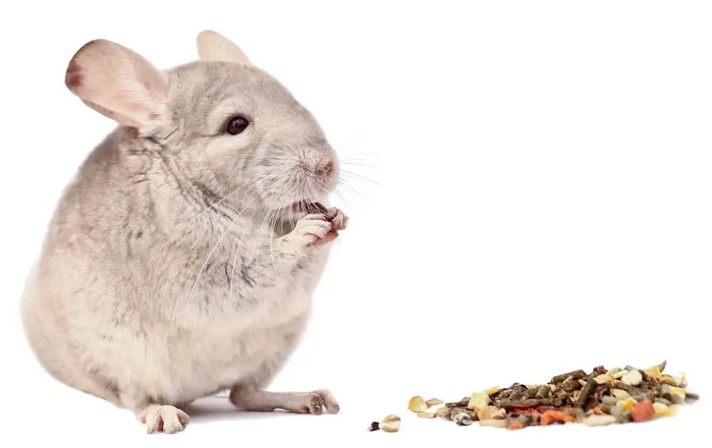 chinchilla eating with a pile of food in front of him