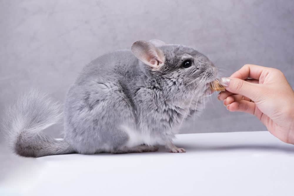 chinchilla being fed a treat