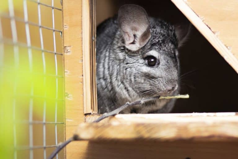 A Guide to the Types of Wood that are Safe for Chinchillas to Gnaw