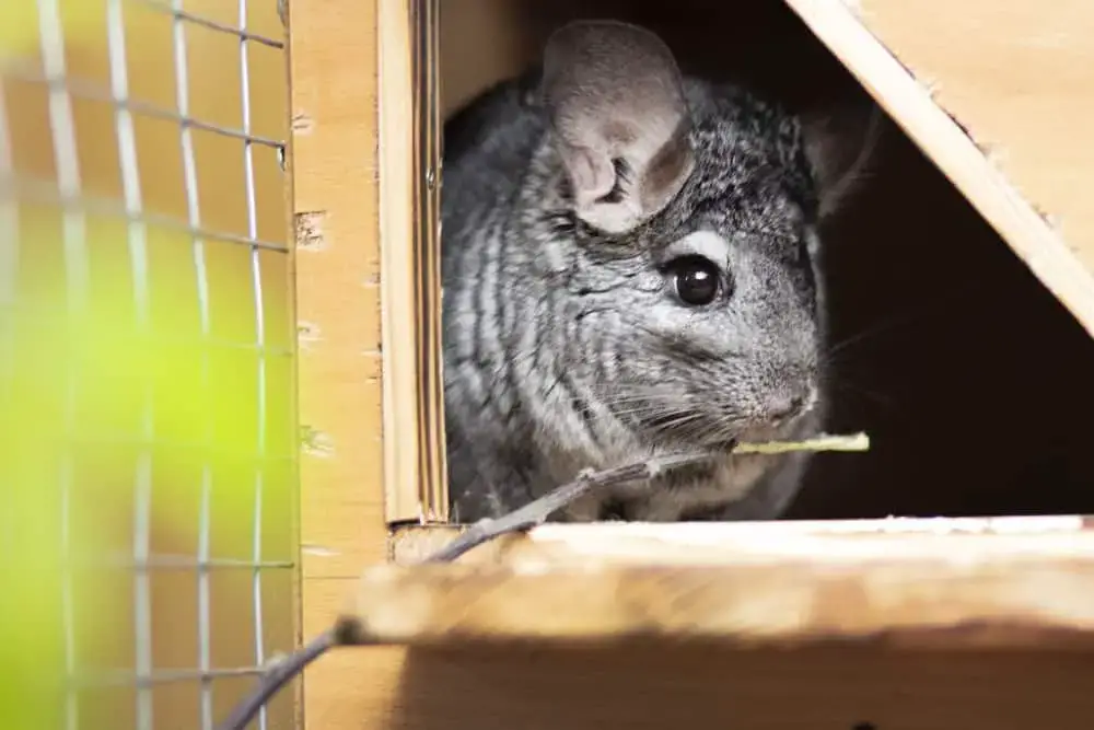 A Guide To The Types Of Wood That Are Safe For Chinchillas To Gnaw Critters Aplenty