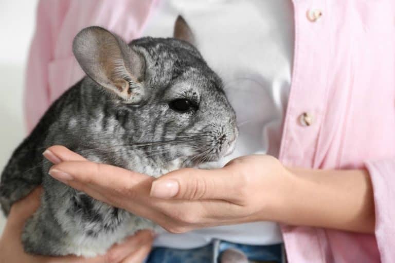 Do Chinchillas Make Good Pets?