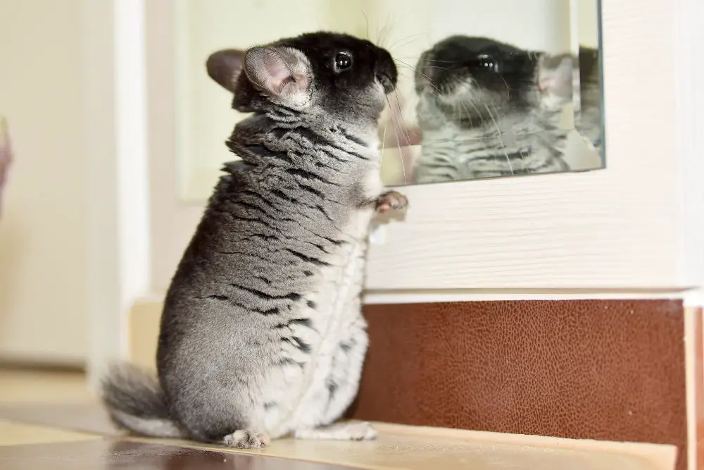 Black and dark grey chinchilla looking in mirror, asking itself, "Am I fat?"