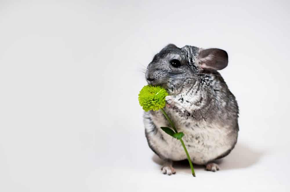 Chinchilla holding a green flower and nibbling on it