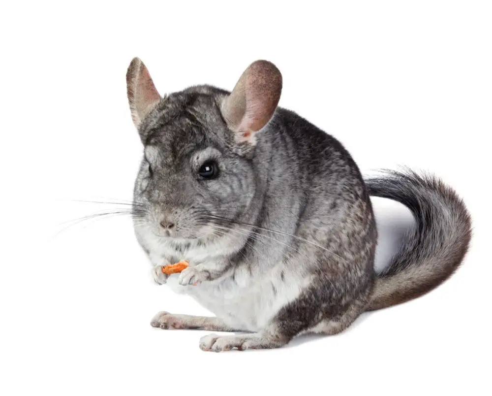 chinchilla holding a little treat on a white background