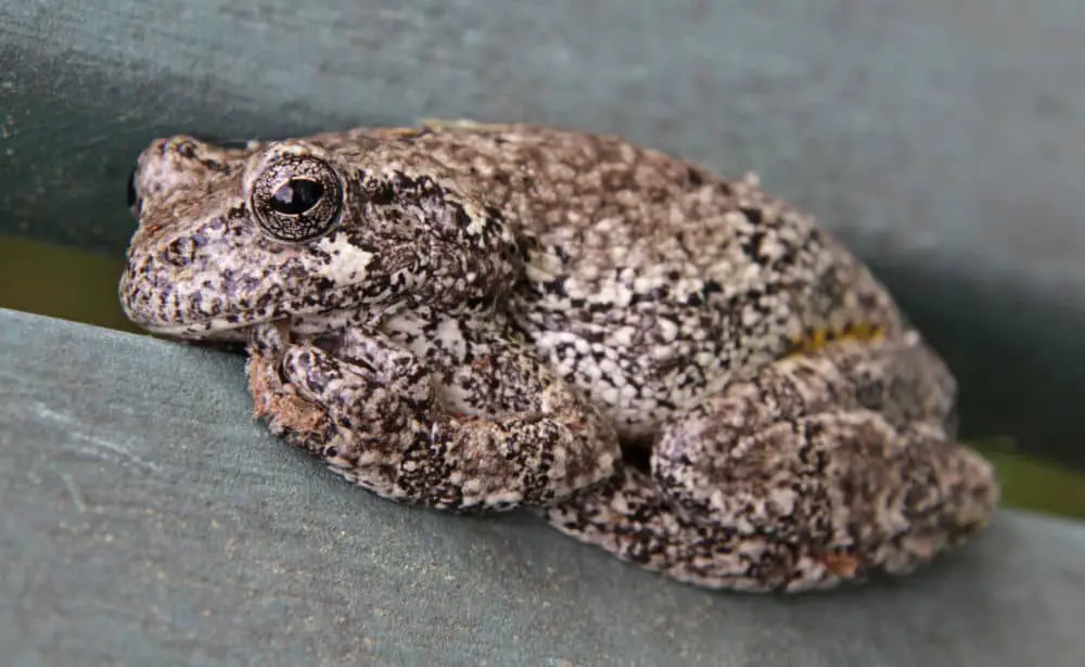 gray tree frog looking comfy