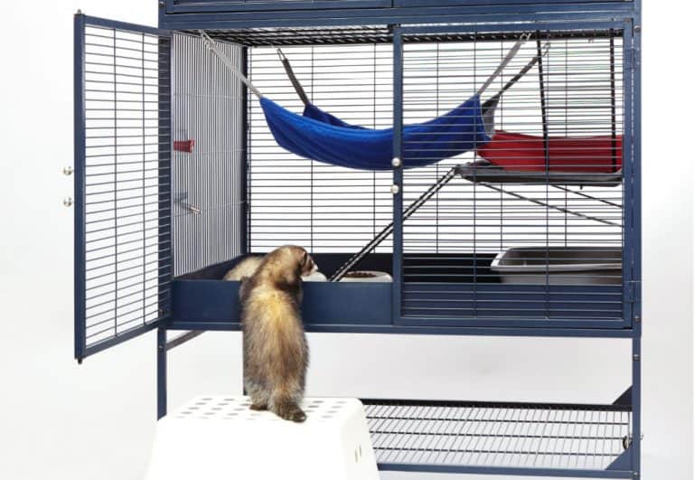 Best Ferret Cages 2023