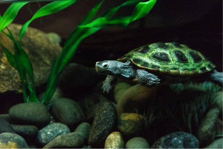 Diamondback Terrapin Care Sheet Diet, Habitat, & More Critters Aplenty