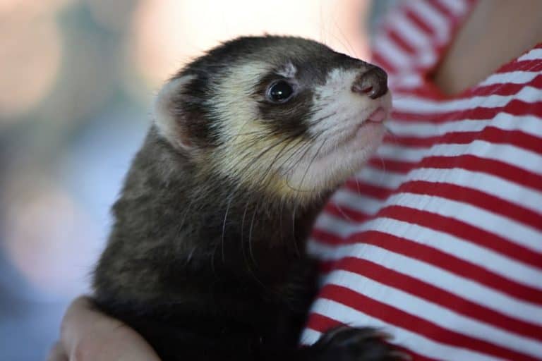 Can A Ferret Be Happy Alone?