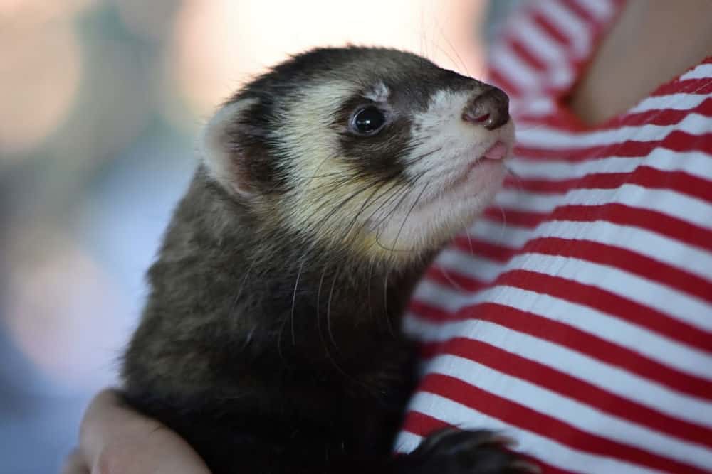 ferret being held by a woman in a red and white striped shirt