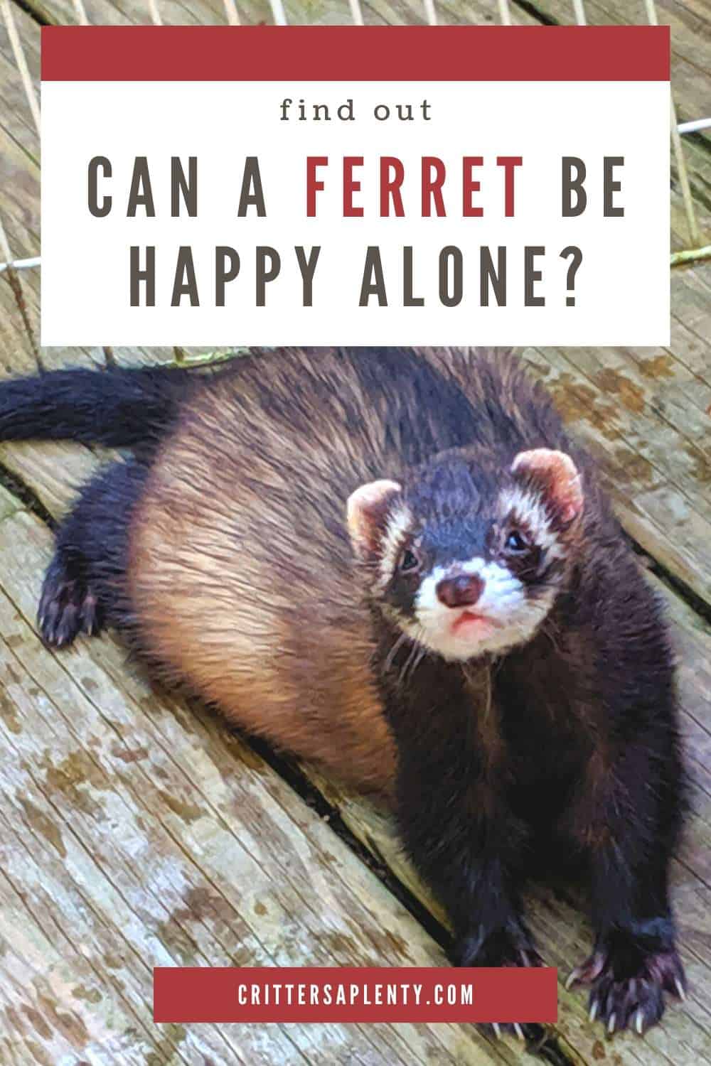 Are you considering getting a ferret? Ferrets make great pets and are lots of fun. Perhaps you're trying to decide whether to get one or two ferrets? Ferrets are naturally quite sociable creatures; they do enjoy living in groups. Find out if ferrets can be happy living alone or if they would prefer company. #pets #ferrets #smallpets via @crittersaplenty