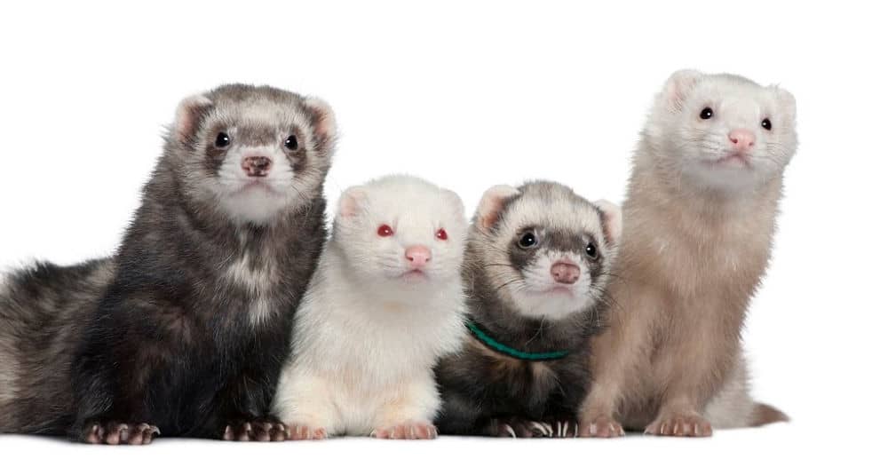 group of four ferret of various colors on white background