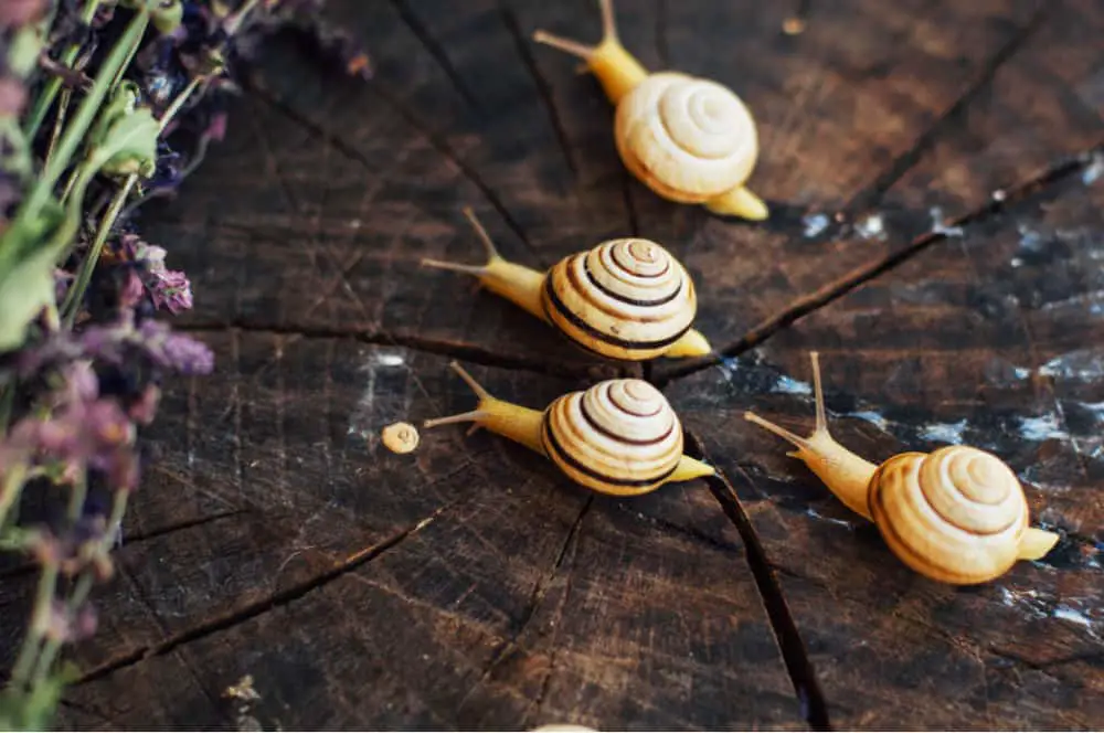 four yellow snails on a tree stump