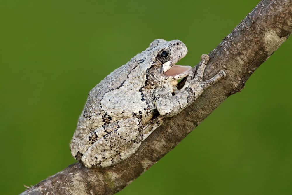 gray tree frog on a branch with green background