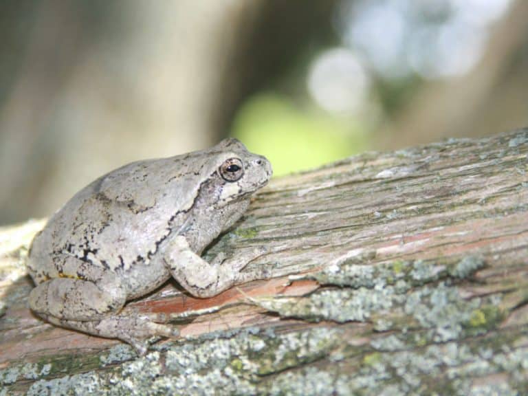 Gray Tree Frog Care Sheet: Diet, Habitat, and More