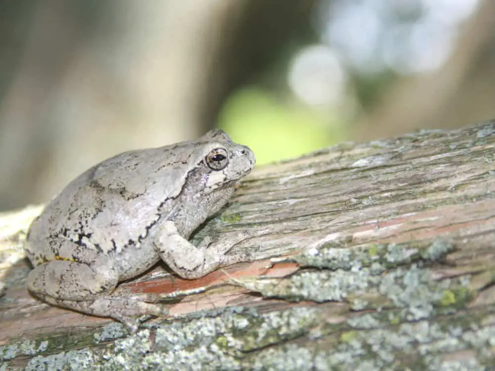 grey tree frog on mossy log