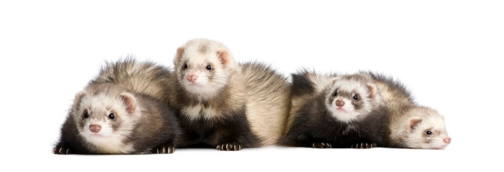 4 ferrets in a row - benefits of having multiple ferrets