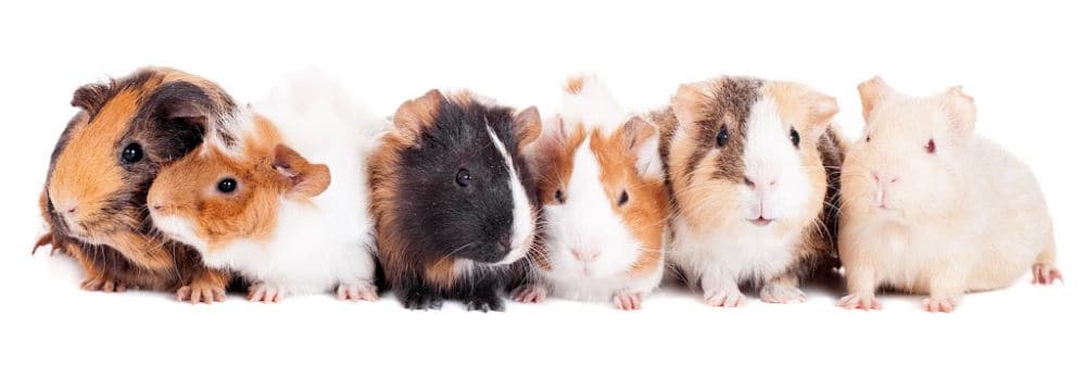 Group of 6 adorable pet guinea pigs on a white background