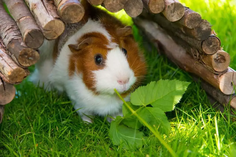 Guinea pig sitting on grass eating