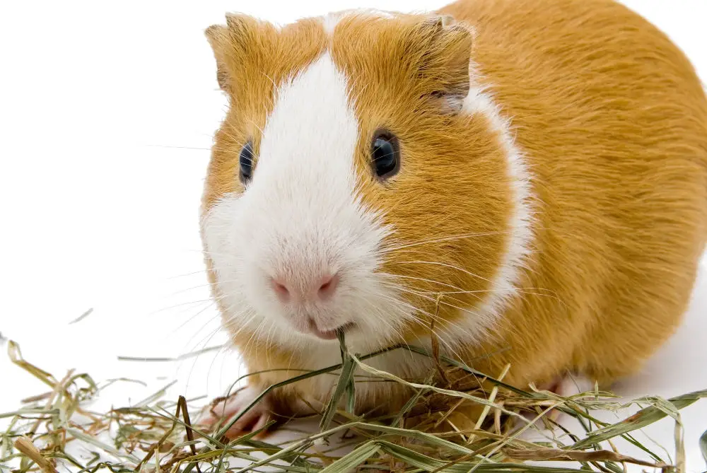 guinea pig eating timothy hay