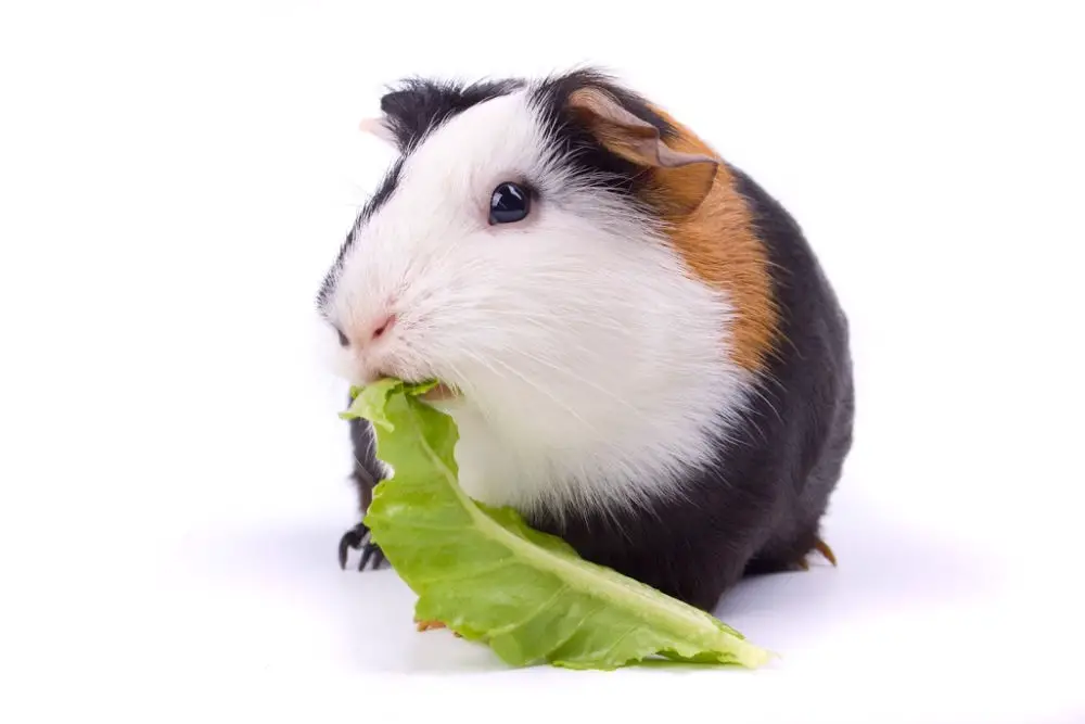 guinea pig eating a piece of lettuce