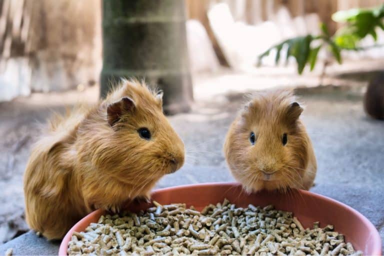 Can A Guinea Pig Eat Rabbit Food?