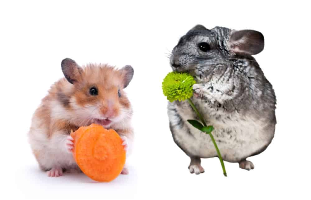 Cute little hamster eating a carrot slice and a chinchilla snacking on some greenery. Can hamsters and chinchillas eat the same treats?