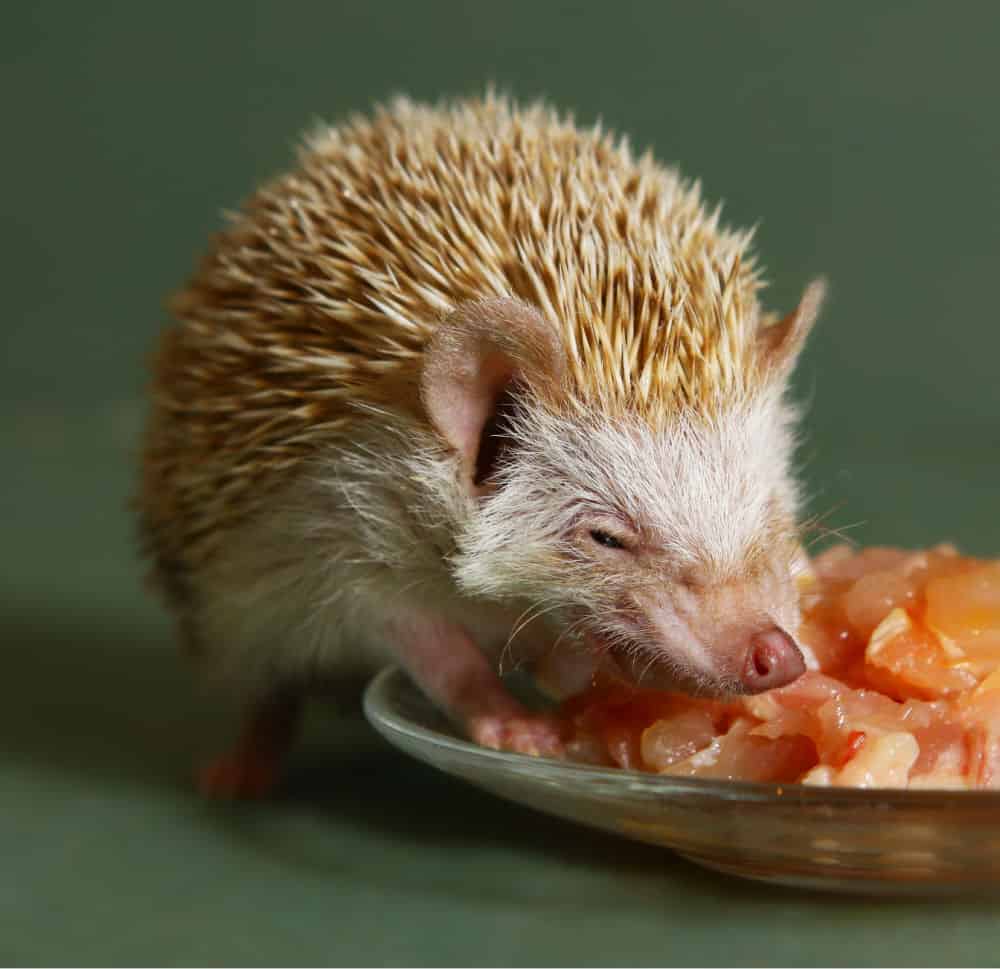 african pygmy hedgehog snacking on some raw chicken meat