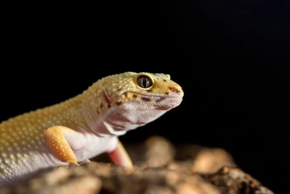 Closeup of a leopard gecko, Eublepharis macularius. 