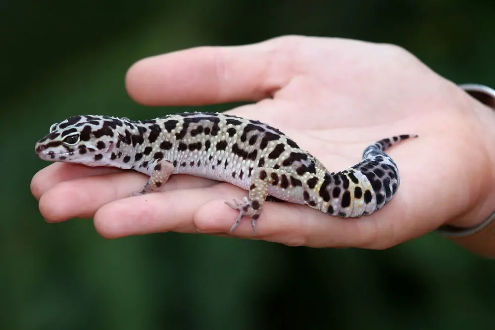 leopard gecko sitting on a person's hand