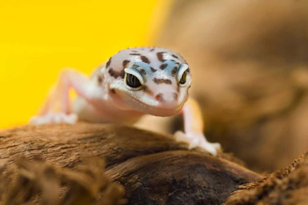 young juvenile leopard gecko on a log