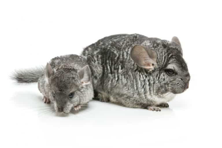 The Essential Guide: How To Care For A Pregnant Chinchilla