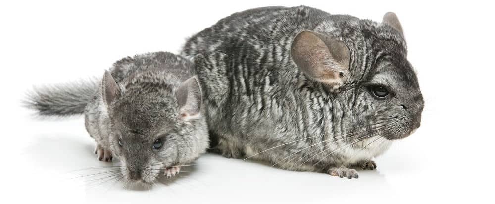 NEW Large 4 level Ferret Chinchilla Sugar Glider Mice Rat Mouse Rabbit Cage 222 